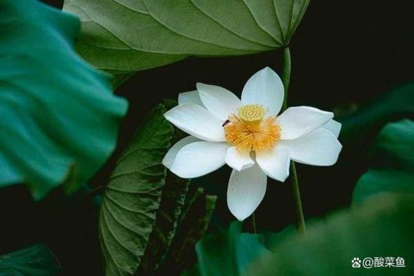莲花命名的寓意与象征：超越花卉的文化象征