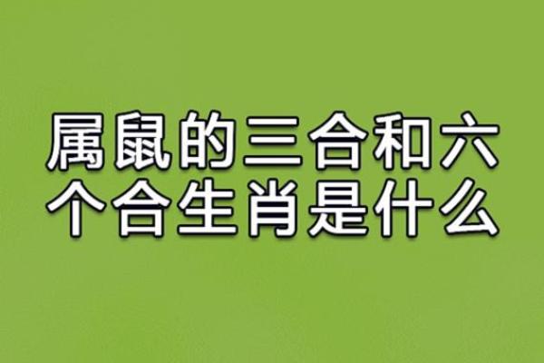 鼠与龙的相配解析：性格与命运的碰撞