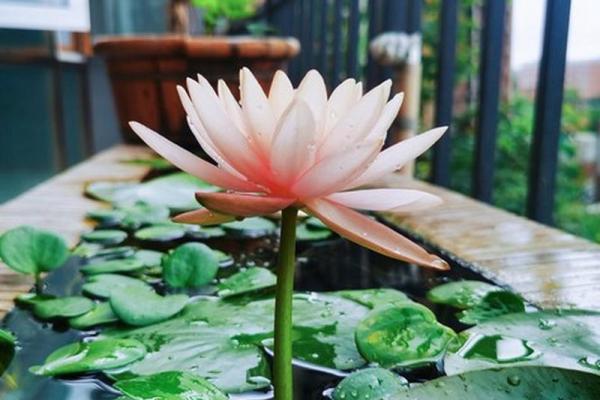 运用睡莲家居风水 让生活更有阳光气息