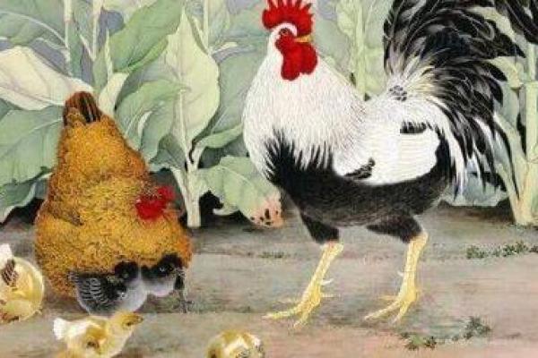 鸡运势详解及应对策略