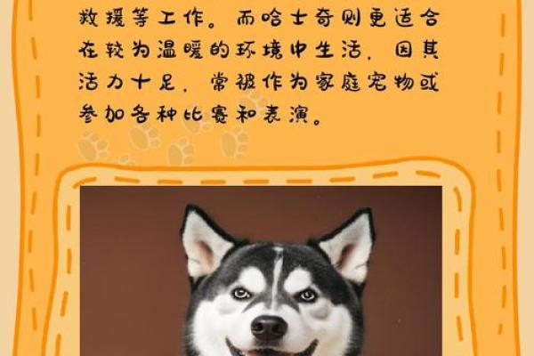 女狗男牛婚姻是否和谐？性格差异与互补性探讨