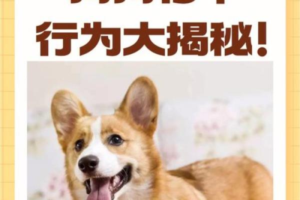 属狗运势大揭秘：健康、财富与感情的关键走势