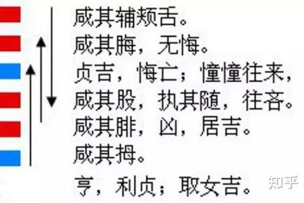 属马人的五行命理解析及其运势影响