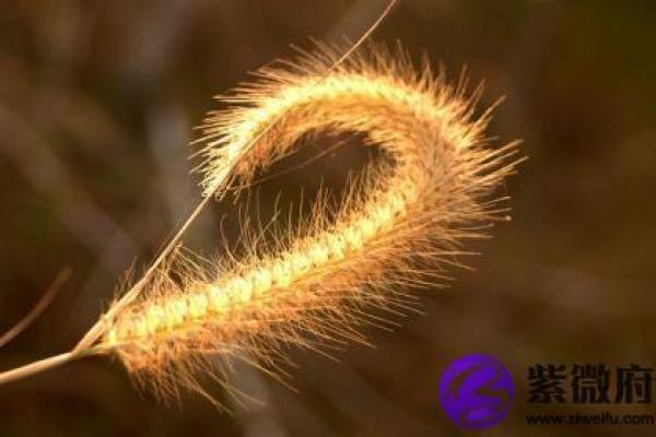了解钗钏金命在命理中的重要性