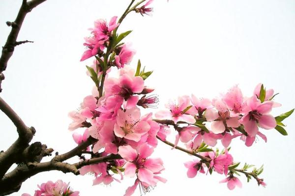 甲子日柱命格中的桃花与感情运势