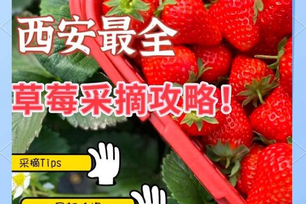 不同国家草莓名字的差异与趣味