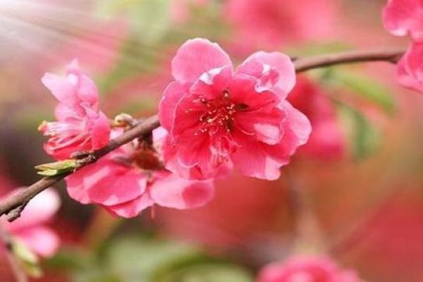 八字桃花旺盛意味着什么？命理师解读