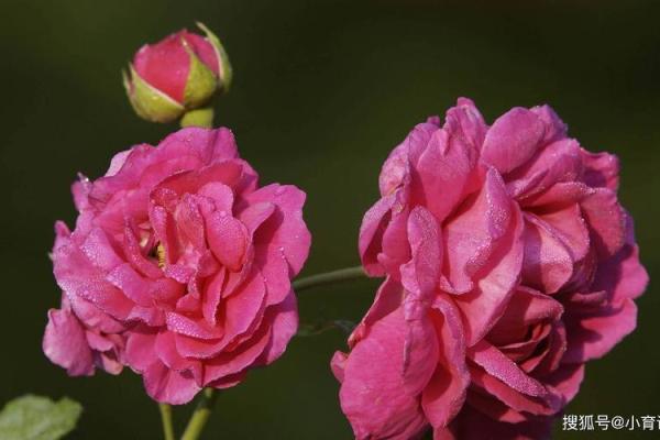 甲子日柱下的桃花运旺盛征兆