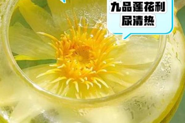 莲花之名的背后：探寻古代文人对莲的寄托