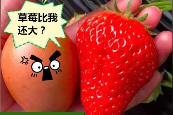 草莓名字的多样性与地方特色