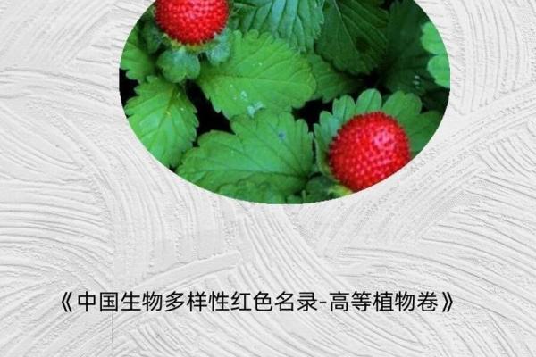 草莓名字的多样性与地方特色