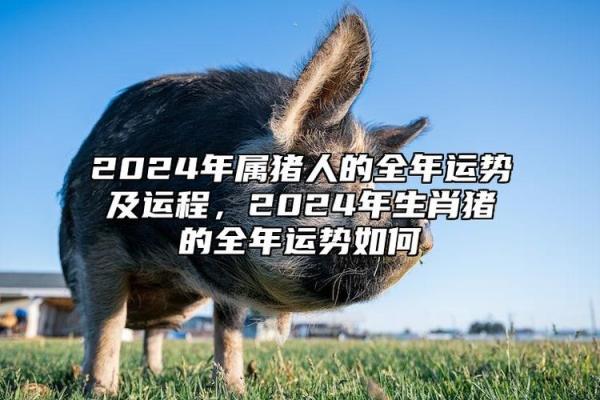 肖猪运程运势详解：感情与事业的双重挑战