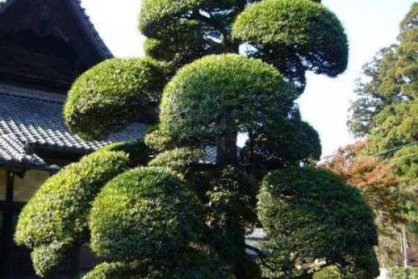柏树在家居风水中的吉祥寓意与布局技巧