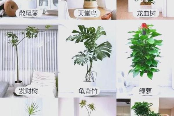 提升办公室气场的室内植物风水布局技巧