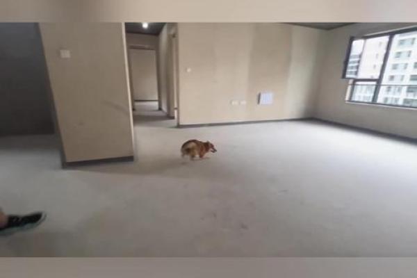 狗狗的最佳居住风水布局建议