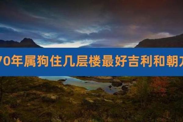 狗狗的最佳居住风水布局建议