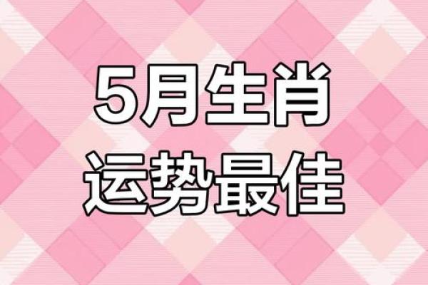 今年属马人的运势解析与发展趋势