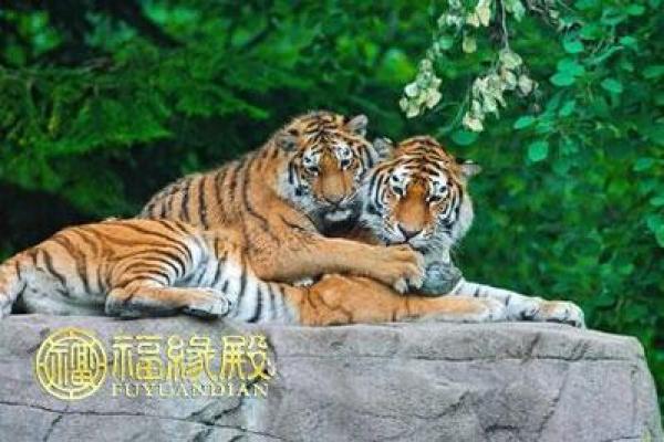 属虎女与属猪男是否合适？深度剖析