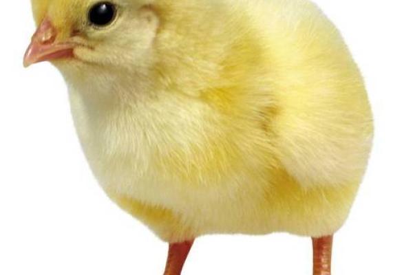 为鸡宝宝挑选名字时需要考虑的文化因素