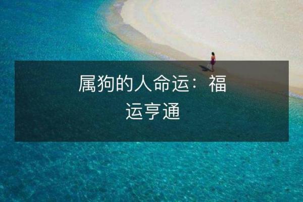 狗年运程全解析：健康、财富与感情运势指南