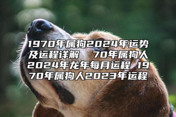 狗年出生人的运势解析与未来发展趋势