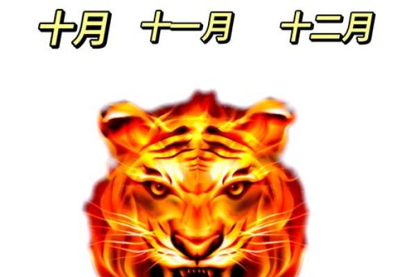 虎人运程解析与建议