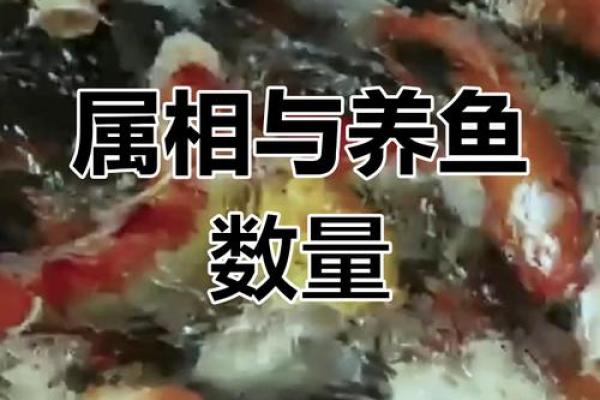 提升财运的风水鱼选择与摆放技巧