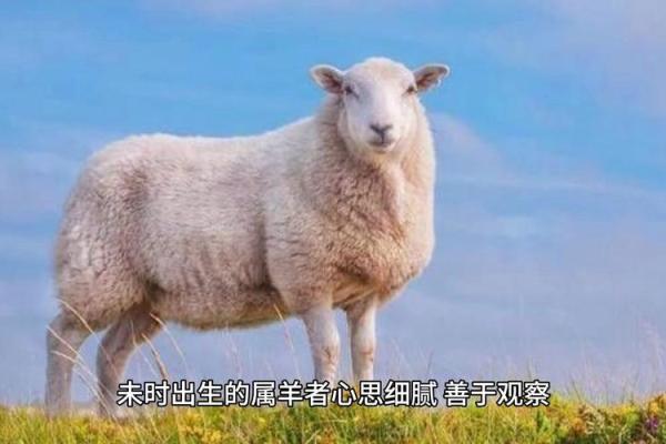 出生的羊在的运势解析