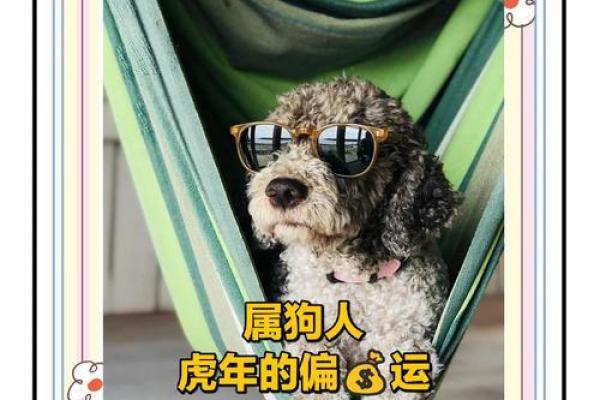 属狗人的运势起伏及如何化解