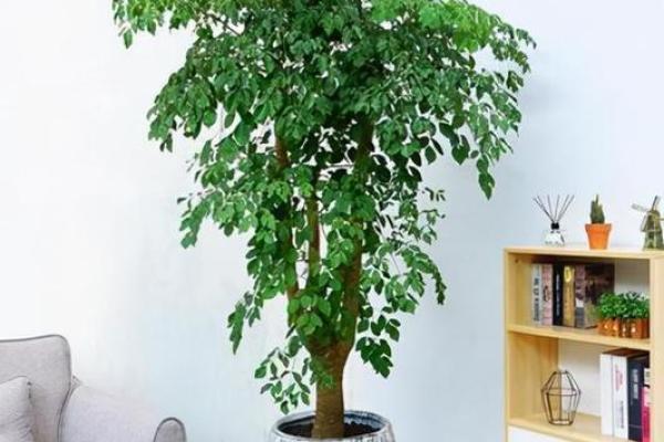 客厅植物摆放风水：如何选择和布置