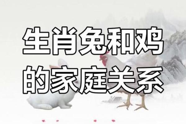 属兔男和属鸡女在感情中的互动与挑战