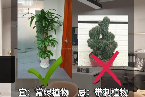 提升办公室气场的美容风水装饰技巧