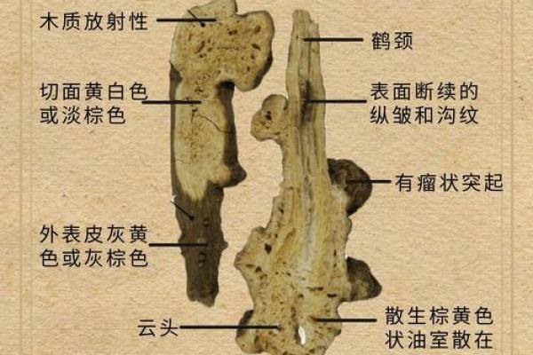 白色在五行中的属性与象征意义解析