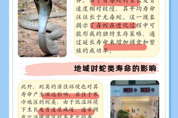 蛇的五行属性解析：蛇属什么元素及其象征意义