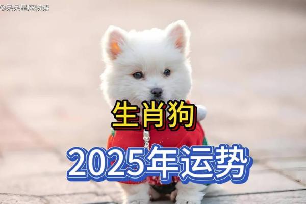 狗年运势解析及全年运程预测