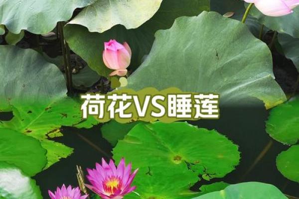如何利用睡莲家居风水打造和谐生活空间