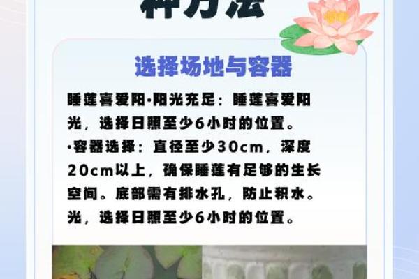 如何利用睡莲家居风水打造和谐生活空间