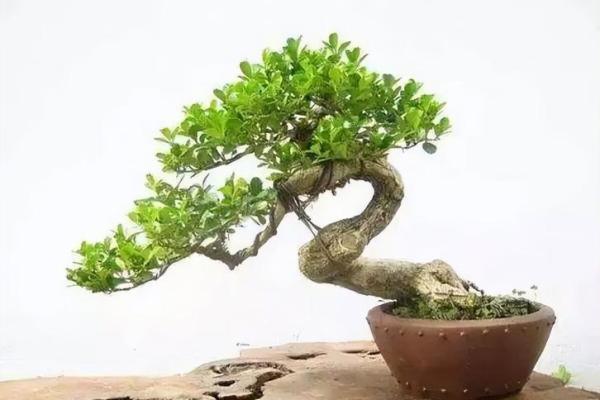 提升家居风水：黄杨树的象征意义与实际应用