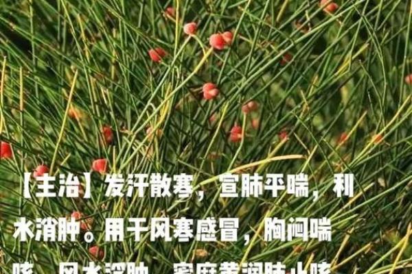 风水招财中药的神奇功效与使用方法
