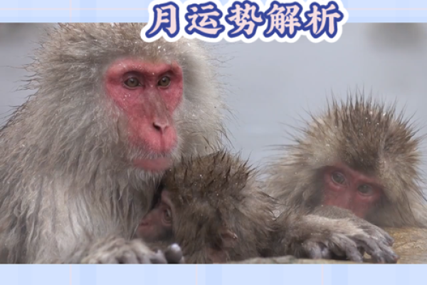 今日属猴运势分析：一切顺利还是挑战重重？