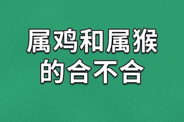 属鸡本命年如何避免感情上的波动