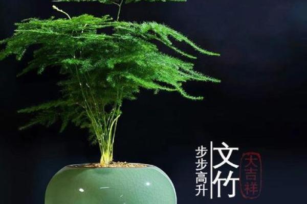 适合办公室摆放的风水植物推荐