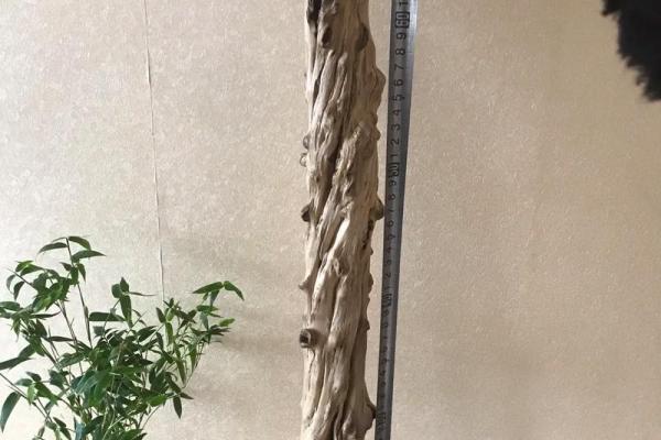 如何利用石榴木与石榴木搭配提升家居氛围