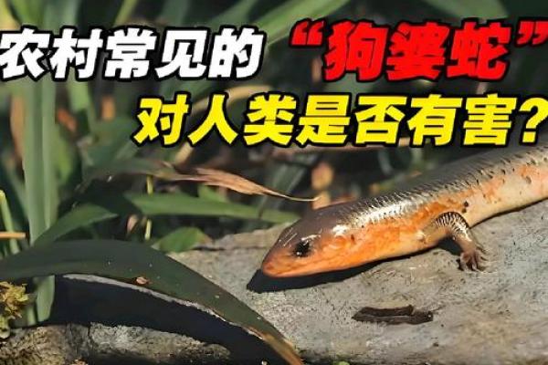 狗蛇相配吗？揭示两者性格差异