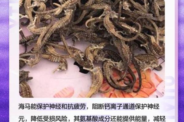 海马摆放在家居风水中的独特寓意与注意事项