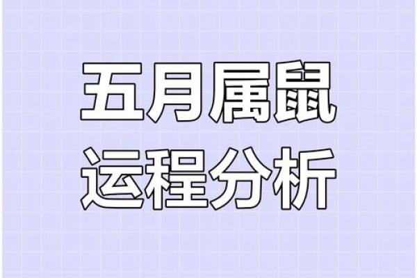 属鼠运程解析：事业与感情的双重挑战