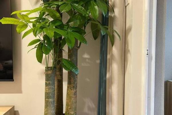 家里招财风水阵布置技巧与禁忌