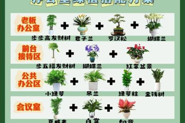 解密办公室绿植风水 对提升工作效率的影响