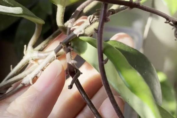 家居风水中养球兰花的注意事项