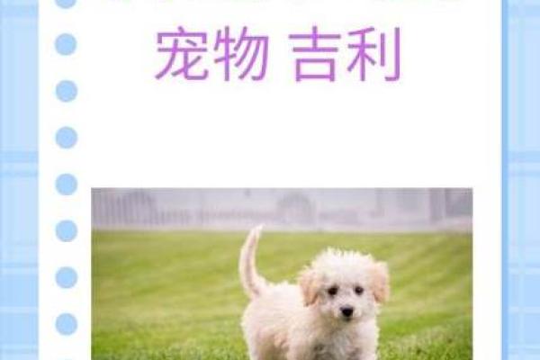 为小狗取名字的十个实用建议
